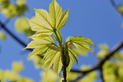 Acer pseudoplatanus 'Leopoldii' - javor horský 'Leopoldii'- jarní listy